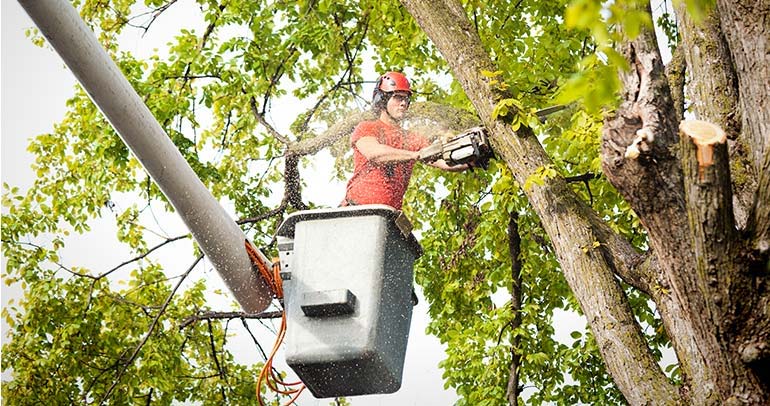 Quoi faire si un arbre endommage votre propriété